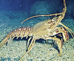 Lobster (Whole, Peeled, & processed)