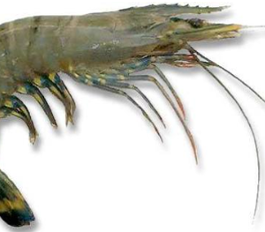 Tiger Prawns (Available in whole, peeled, & processed)