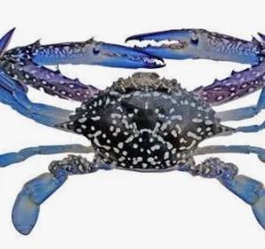 Blue Crab